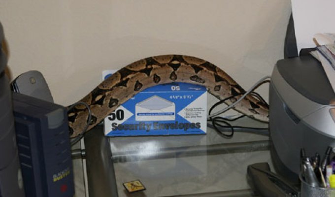 Змея в компьютере (7 фотографий)