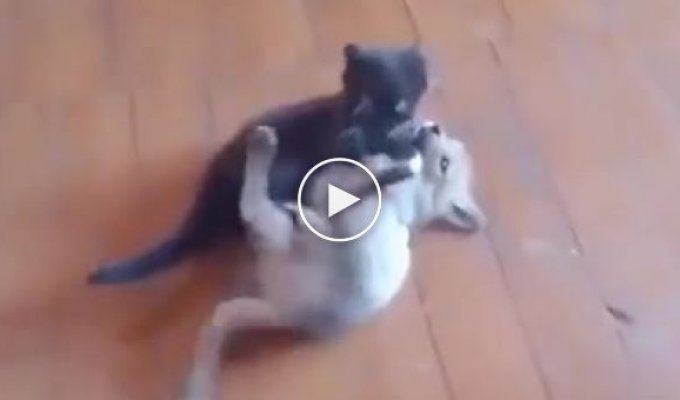 The unusual friendship of a kitten and a fox