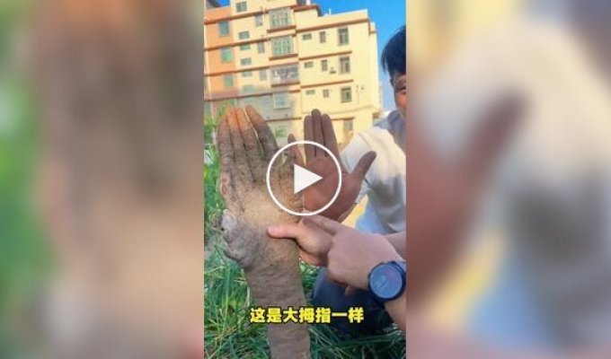 Китаец выкопал овощ, похожий на человеческую руку