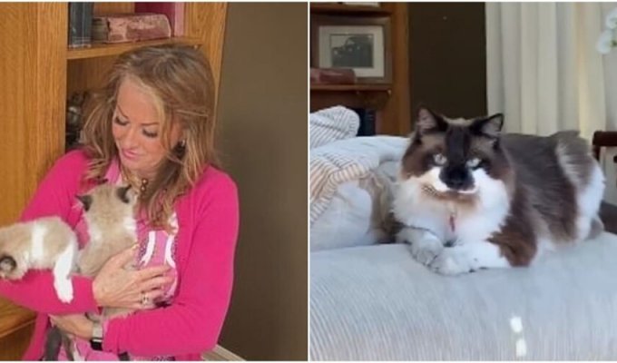 Жінка клонувала свого померлого кота, віддавши річну зарплатню (6 фото)