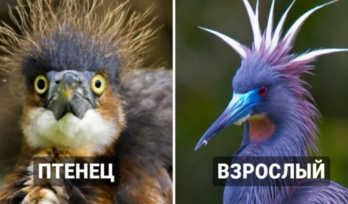 16 interesting comparisons of tiny chicks of different bird species with their adults (17 photos)