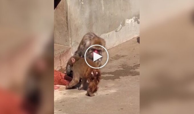 Панч защищает свою игрушку