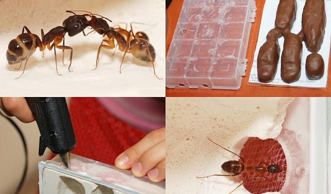 Строительство искусственного муравейника (45 фото)