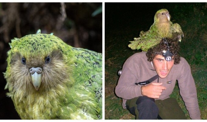 A cute, ridiculous bird that is facing extinction due to its physiology (14 photos + 1 video)