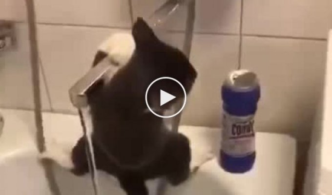 Котик не смог попить воды, однако показал изящные пируэты на кране