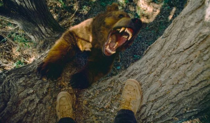 Почему есть мясо медведя смертельно опасно? (9 фото)