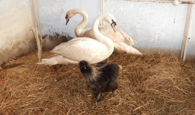 In the Pskov region, a family of swans that did not reach warmer climes was sheltered in the courtyard by the owner of a cafe (5 photos)