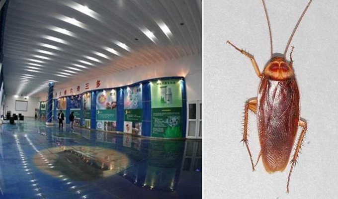 Китай выращивает 6 миллиардов тараканов в год. Зачем? (6 фото)