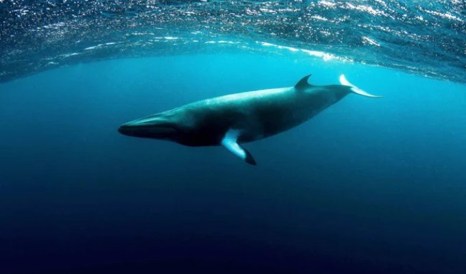 The smallest and most lonely baleen whale that disappeared into the depths of the Southern Ocean (7 photos)