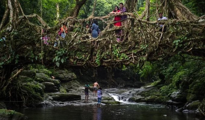 Корневые мосты в Индии (6 фото)