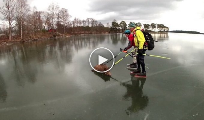 Спасение рядового хрюши на замершем озере