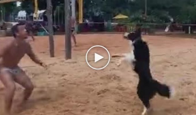 Мужчина научил своего пса играть в волейбол