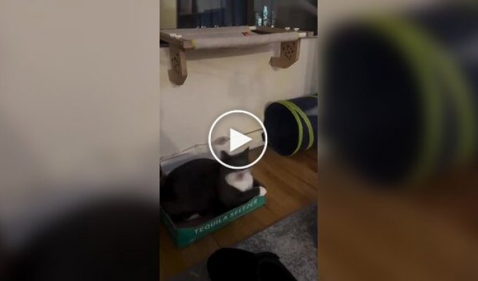 A cat's reaction to a toy brush