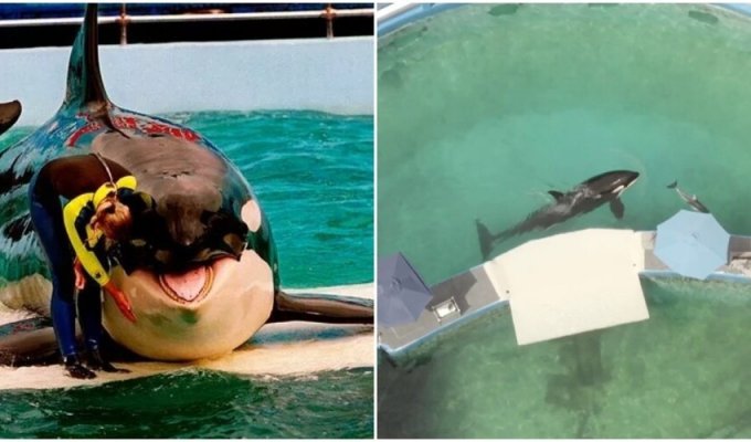 Died "the loneliest killer whale in the world", which lived in captivity for 50 years (8 photos)
