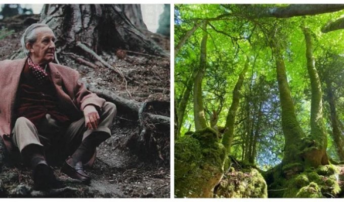 Пазлвуд – лес, который мог вдохновить Толкина на создание Средиземья (25 фото)