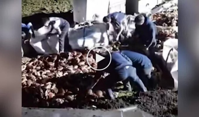 Тысячи крабов сбежали из перевернувшегося грузовика