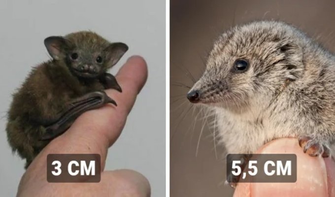 15 of the tiniest animals on the planet, which are best viewed with glasses or even a magnifying glass (16 photos)