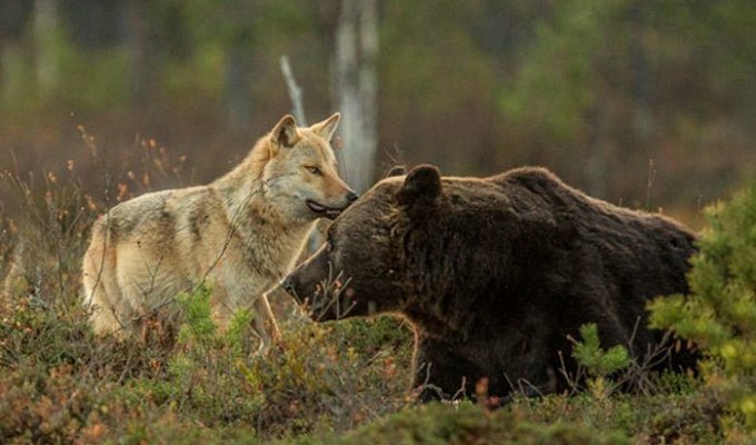 The bear and the wolf went on a joint hunt (7 photos)