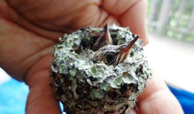 Спасенные птенцы колибри – самое симпатичное из всего, что вы когда-либо видели (4 фото)