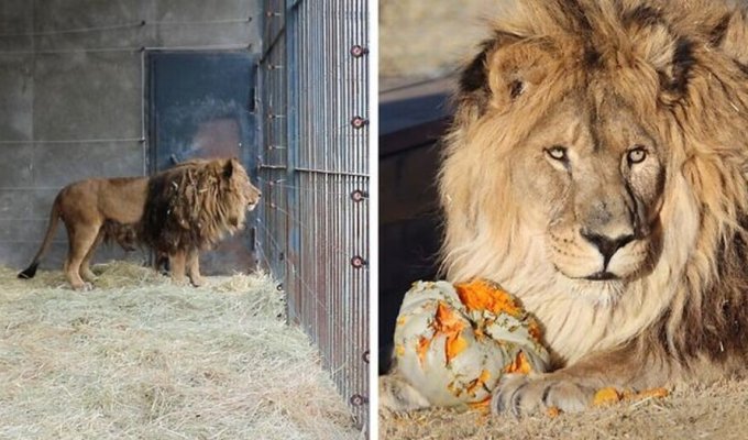 Зоозащитники спасли льва, который провёл 6 лет в клетке в полном одиночестве (45 фото)