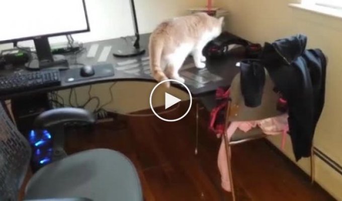 Как отучить кота ходить по столу