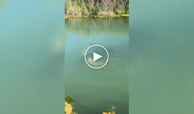 Индийский водяной буйвол — удивительный ныряльщик, способный проводить под водой до пяти минут