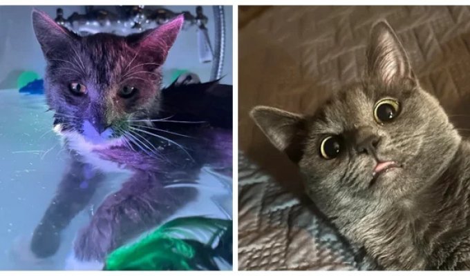 20 снимков, на которых котики отжигают по полной (21 фото)