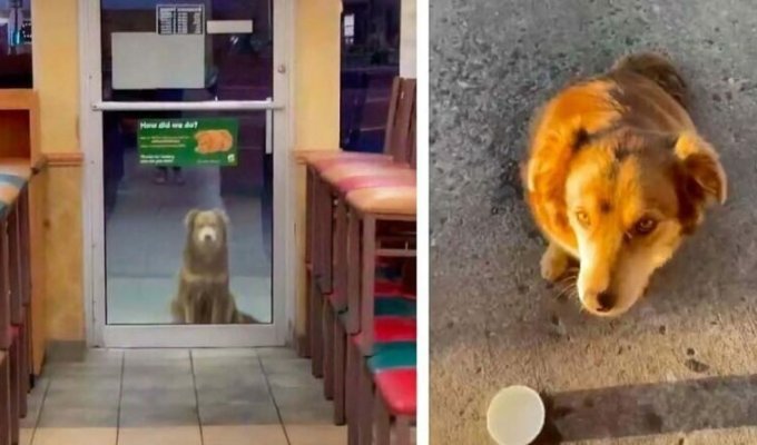 Бродячая собака каждый день посещает магазин для бесплатного сэндвича (5 фото)