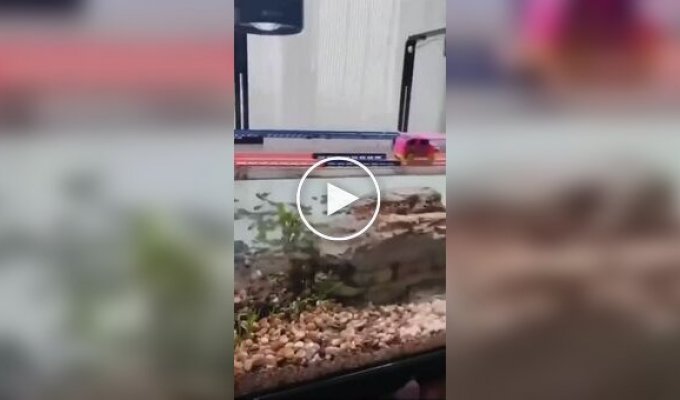 Голодные игры в аквариуме