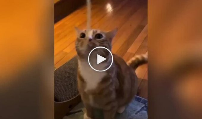 Funny attempts of a cat to grab pasta