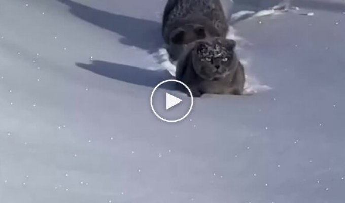 Два коти і глибокий сніг