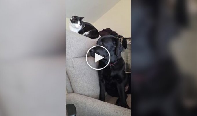 Кот-диктатор - горе в семье