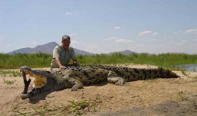 Крокодил пообедал (5 фото)