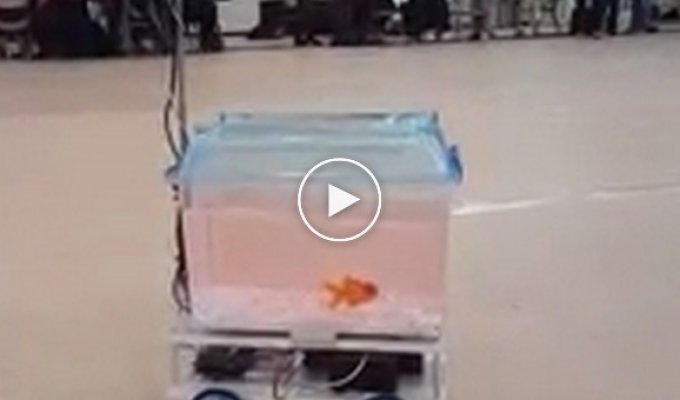 Золотая рыбка управляет своим собственным аквариумом