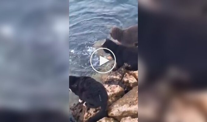 Борьба уличных кошек за рыбу