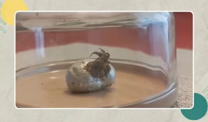 A Panamanian discovered a live meteorite with tentacles (4 photos + 3 videos)