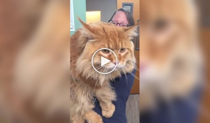 Добродушный гигант