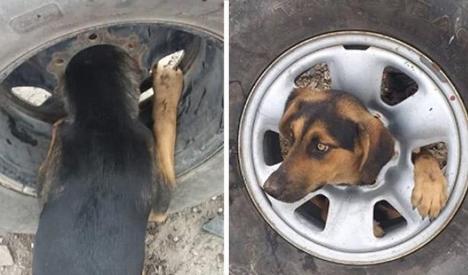 Бездомный пес застрял в автомобильном колесе (5 фото + 1 видео)
