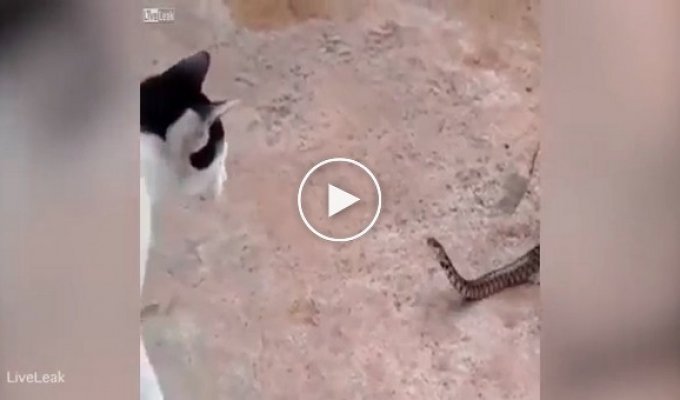 Кот подрался со змеёй, которую наполовину проглотила жаба