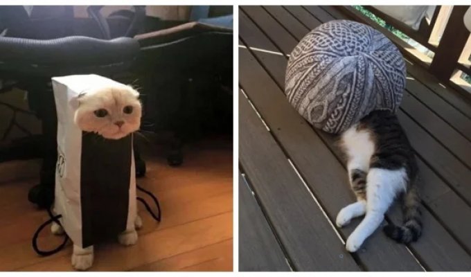 25 cats who got into an absurd situation and demonstrated to the world the maximum depth of drama (26 photos + 1 video)