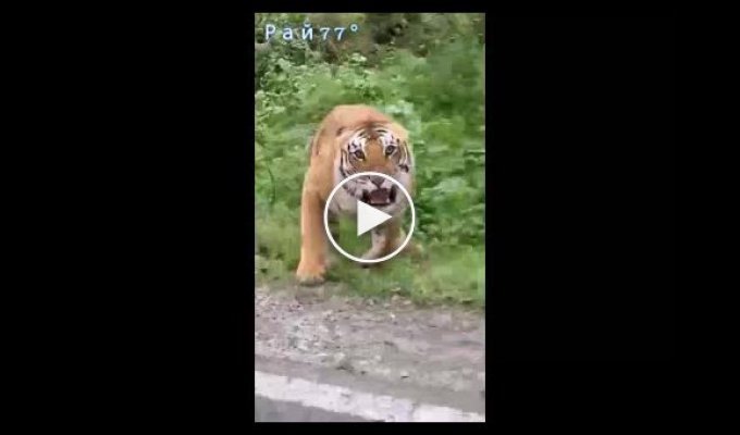 Тигрица, защищая детенышей, напала на туристов в Индии
