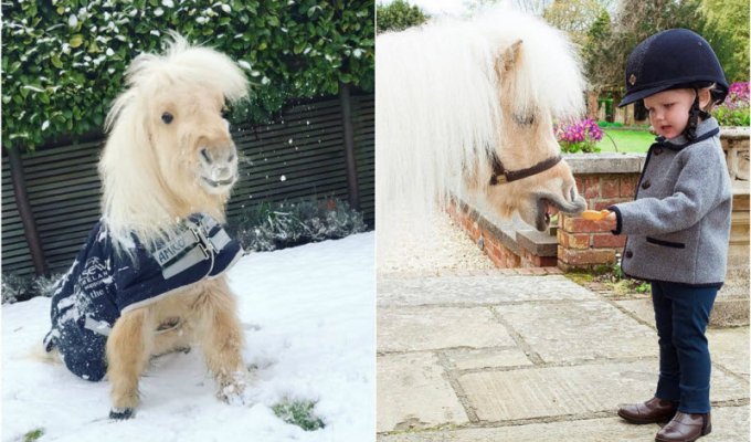 Двухлетний пони стал звездой Instagram (15 фото)