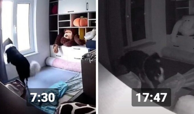 Хозяйка сняла на скрытую камеру то, как по ней скучает её пёс (6 фото)