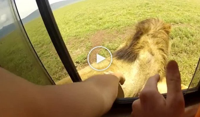 Турист хотел погладить льва и мог лишиться за это руки