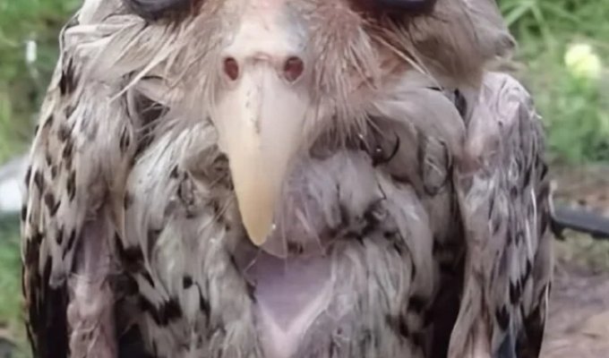 Так выглядит промокшая сова (4 фото)