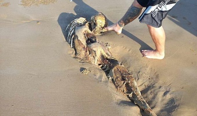 A woman on the beach found a skeleton that looks like an alien or a mermaid (2 photos)