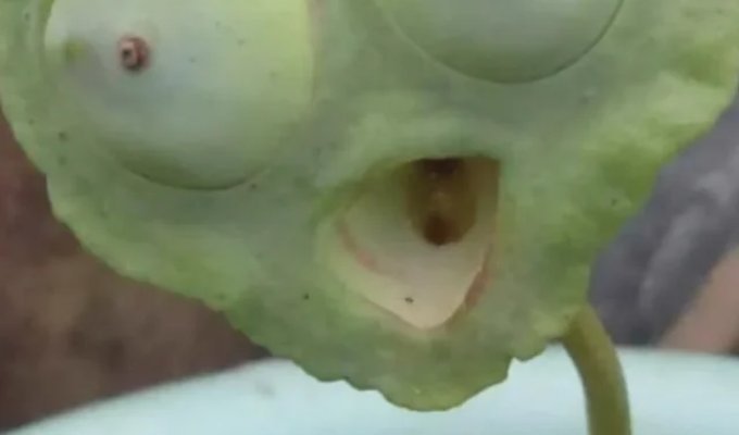 A Cry from Nature: An Unusually Shaped Lotus Pod Has Become a New Symbol of the Work Routine on Social Media (3 photos)