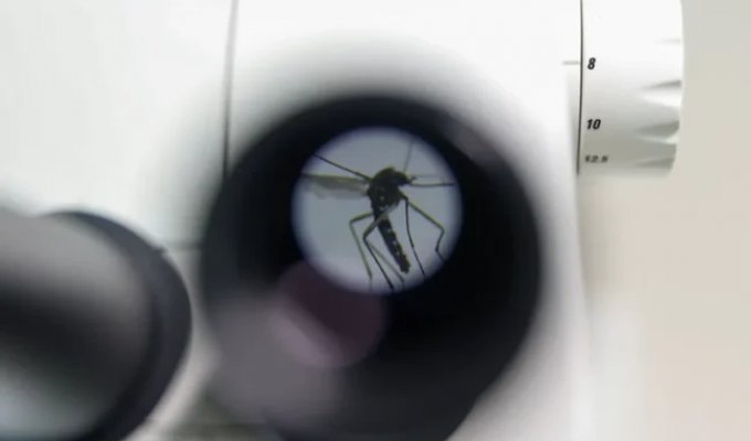 How Mosquitoes Are Sterilized in Spain to Fight Dengue and Other Diseases (11 photos)
