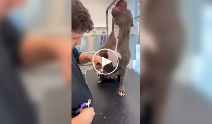 Dog's Emotional Reaction While Getting Its Nails Trimmed
