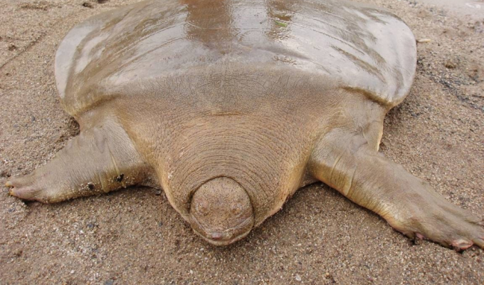 Rare animal: giant soft-bodied turtle (7 photos)